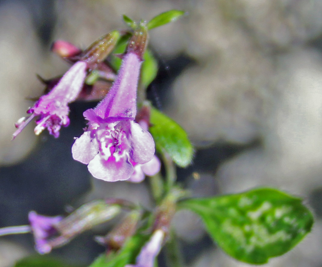 Calamintha nepeta